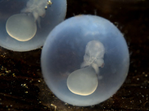 New life (sephia egg) by Alex Varani 